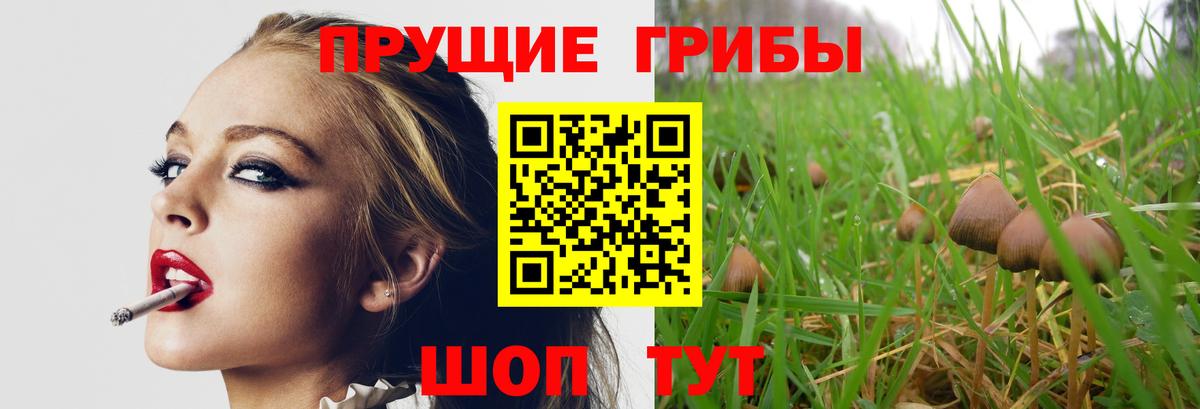 Псилоцибиновые грибы Psilocybine cubensis Воронеж